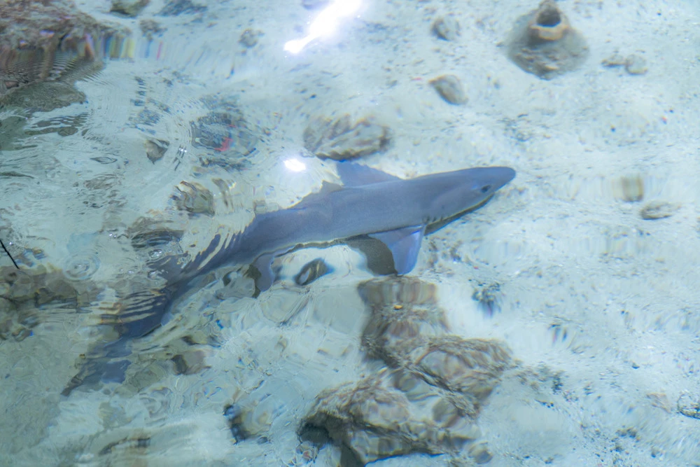 acquario ibiza acquario ibiza