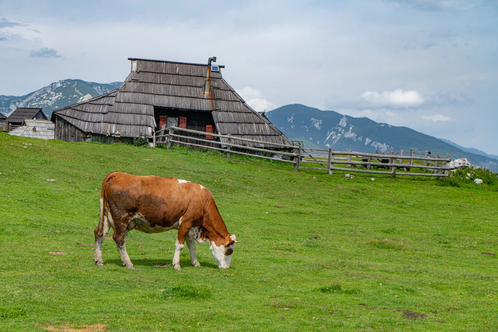 velika planina con la famiglia