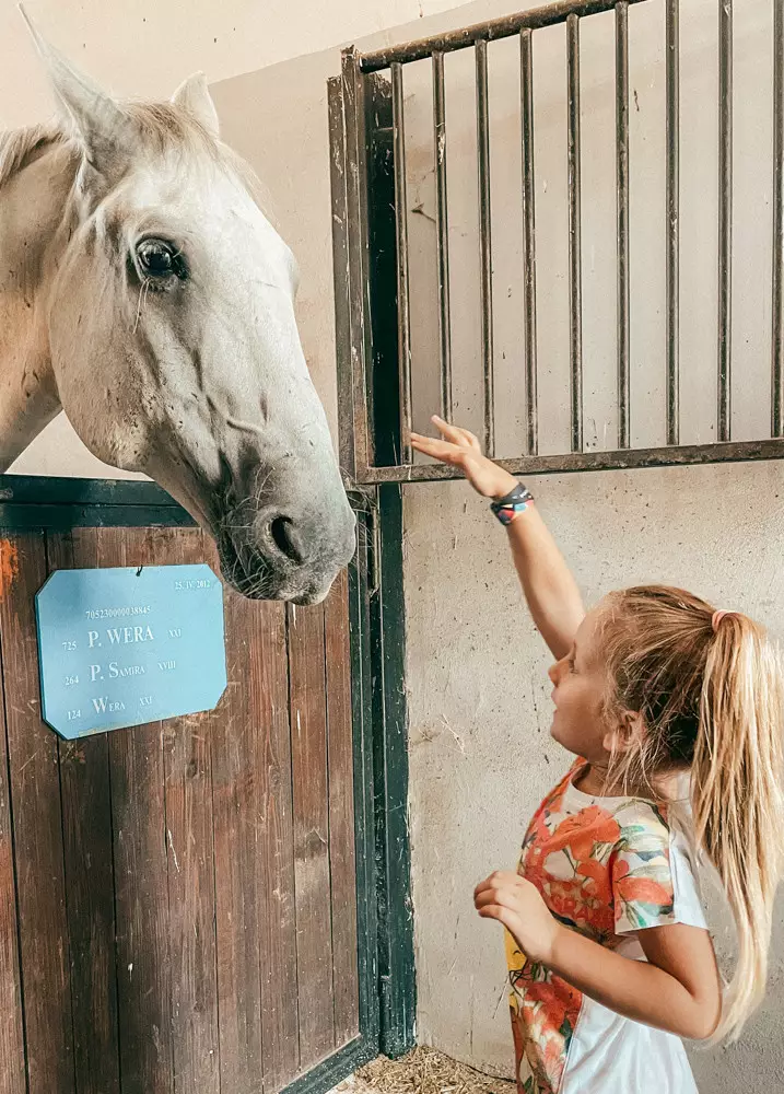 cavalli lipizzani cavalli lipizzani