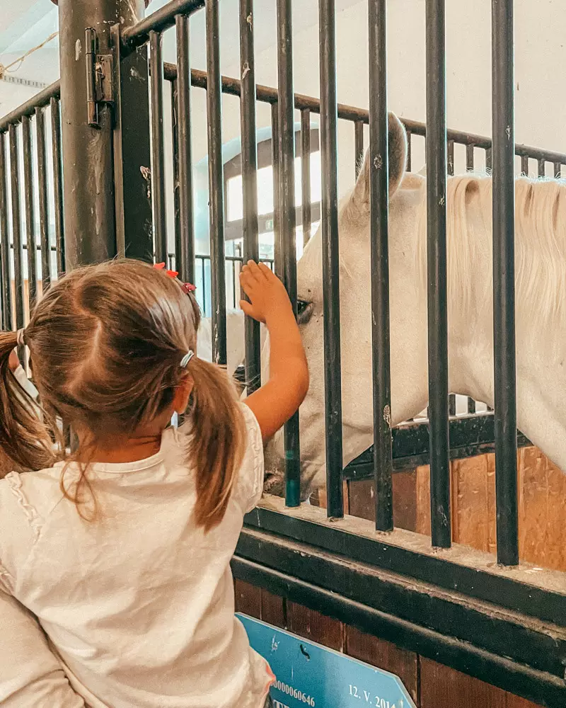 cavalli slovenia cavalli slovenia