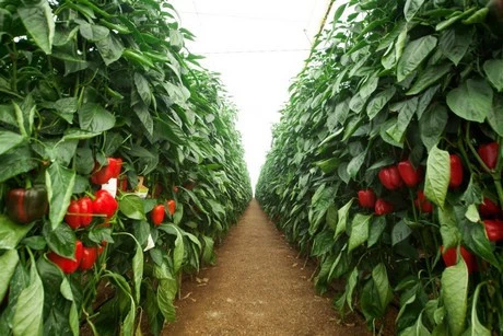 coltivare nelle serre in spagna