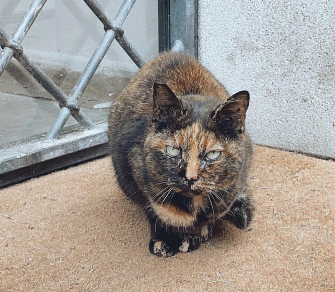 gatto domestico