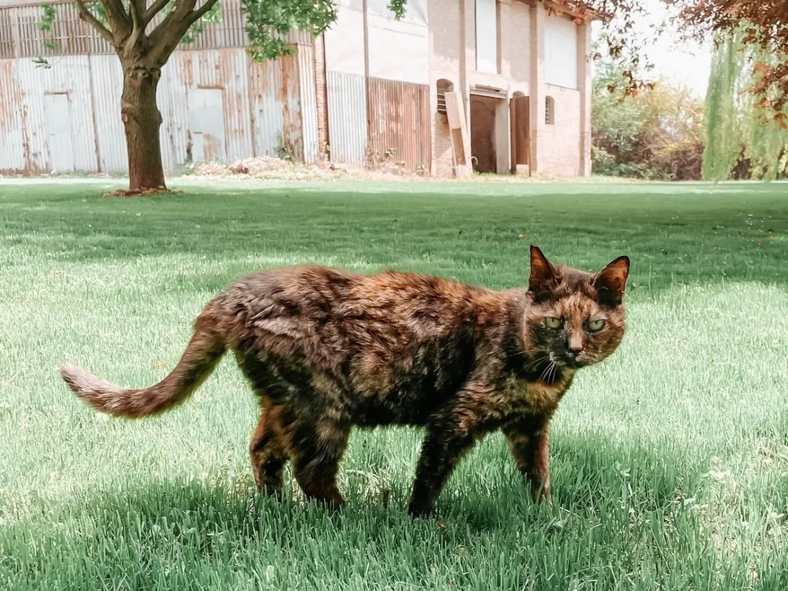 gatto randagio