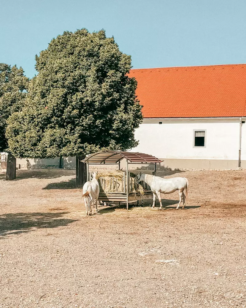 lipica con i bambini lipica con i bambini