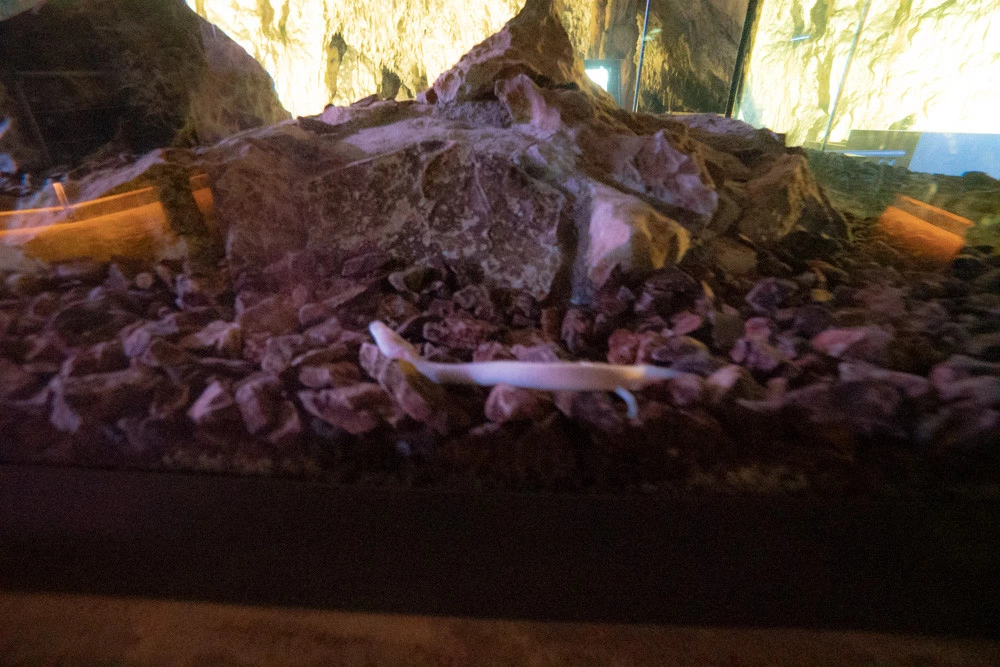 proteo grotte postumia proteo grotte postumia