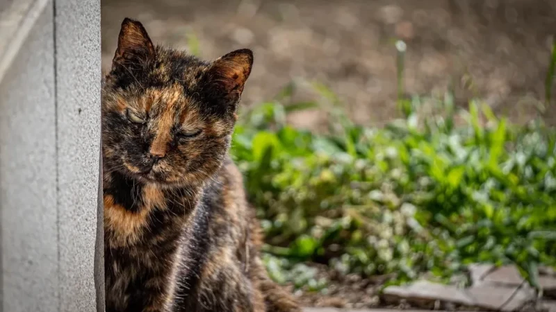 Come spiegare la morte di un animale ai bambini