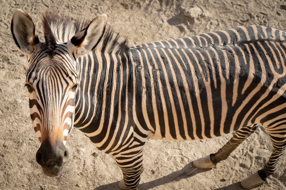 zebra deserto tabernas